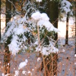 Winterbilder