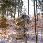 Winterbilder