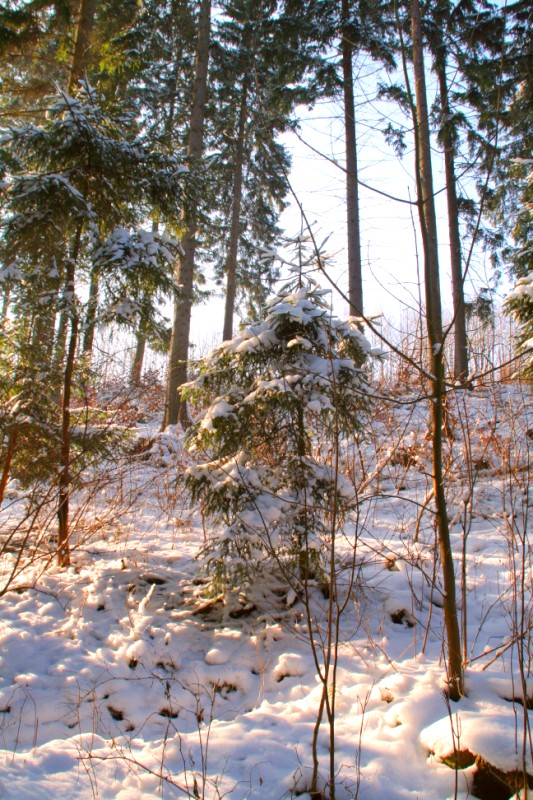 Winterbilder