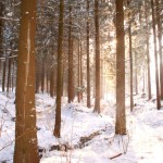 Winterbilder